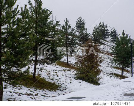 Sparse pine trees scatter across a snowy hillside in Bukovel, Ukraine Sparse pine trees scatter across a snowy hillside in Bukovel, Ukraine 137924454