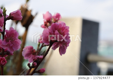 早春の公園に咲くピンク色で八重咲きの花桃(矢口桃)の花 早春の公園に咲くピンク色で八重咲きの花桃(矢口桃)の花 137924477