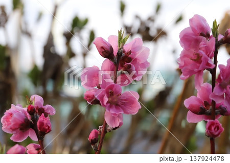 早春の公園に咲くピンク色で八重咲きの花桃(矢口桃)の花 早春の公園に咲くピンク色で八重咲きの花桃(矢口桃)の花 137924478
