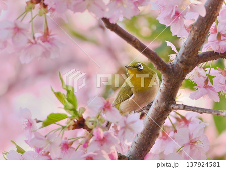 河津桜とメジロ 137924581