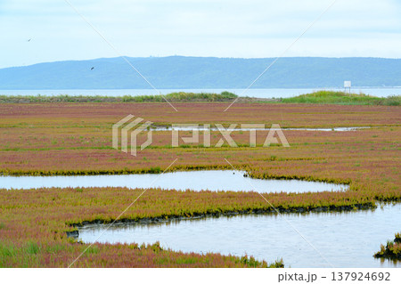 色づき始めたサンゴ草群落 能取湖卯原内の湿地風景 北海道網走 137924692