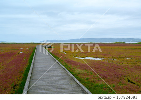 色づき始めたサンゴ草群落 能取湖卯原内の湿地風景 北海道網走 137924693