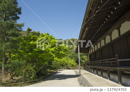 京都 新緑の天龍寺 京都 新緑の天龍寺 137924703