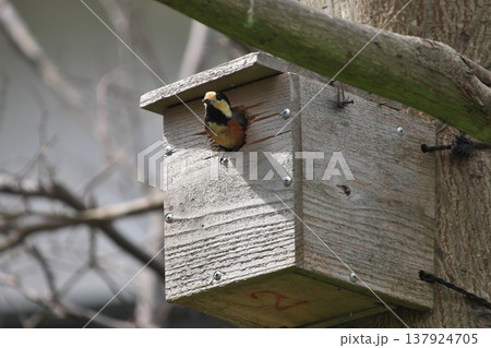 巣箱から顔を出す野鳥 ヤマガラ 巣箱から顔を出す野鳥 ヤマガラ 137924705