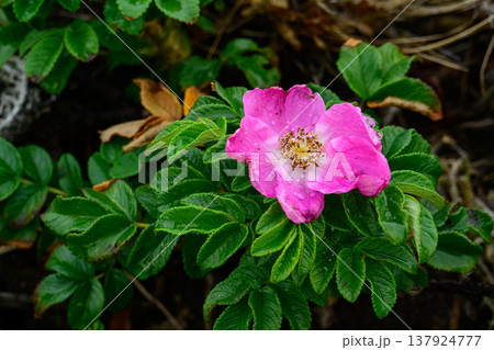 北海道道東に咲くハマナスの花 雨に濡れた可憐な野生植物 北海道道東に咲くハマナスの花 雨に濡れた可憐な野生植物 137924777