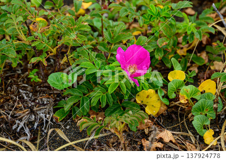 北海道道東に咲くハマナスの花 雨に濡れた可憐な野生植物 137924778