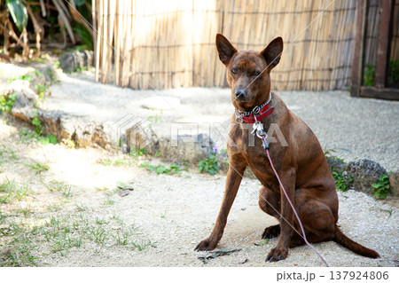 琉球犬・トゥラー 琉球犬・トゥラー 137924806