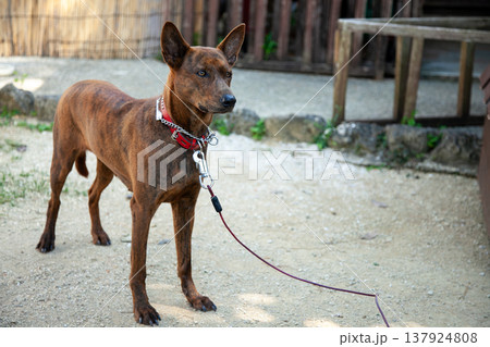 琉球犬・トゥラー 137924808