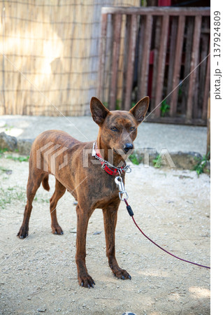 琉球犬・トゥラー 琉球犬・トゥラー 137924809
