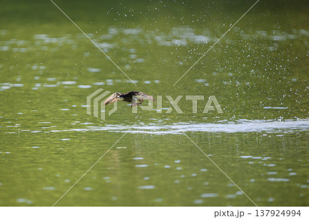 水面を高速飛行するハリオアマツバメ 137924994