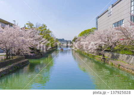 京都　岡崎疎水の桜 137925028