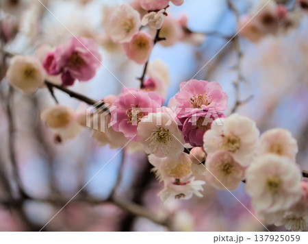 3月に美しく咲いたウメ「思いの儘(オモイノママ)」 3月に美しく咲いたウメ「思いの儘(オモイノママ)」 137925059