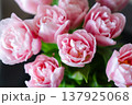 春の可愛らしいチューリップ 137925068
