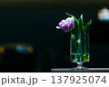 春の可愛らしいチューリップ 137925074