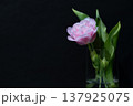 春の可愛らしいチューリップ 137925075