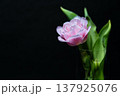 春の可愛らしいチューリップ 137925076