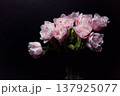 春の可愛らしいチューリップ 137925077