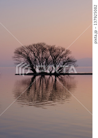 琵琶湖湖北の水中木の夕暮れ風景 137925082