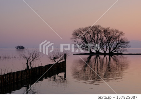 琵琶湖湖北の水中木の夕暮れ風景 琵琶湖湖北の水中木の夕暮れ風景 137925087