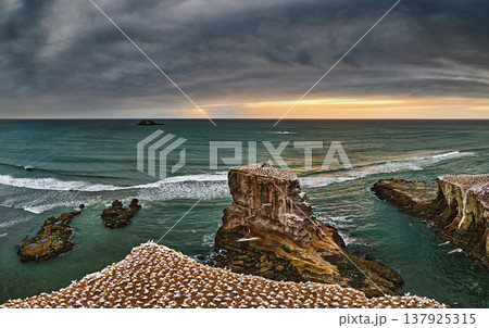 Muriwai Beach at sunset with large colony of gannets in New Zealand 137925315