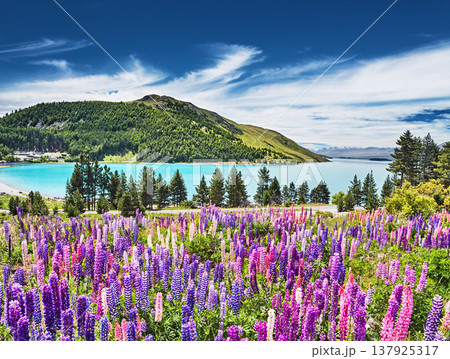 Lake Tekapo and blooming lupins in New Zealand 137925317