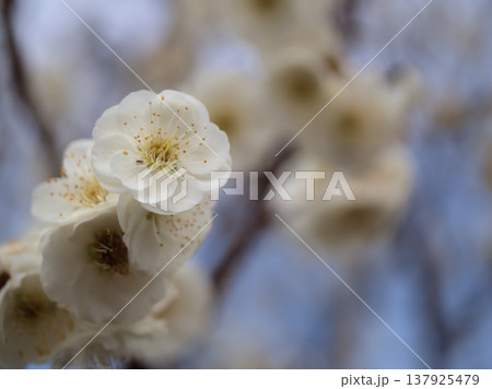 晴れた3月に可愛らしく咲いた白い梅の花「緑蕚(リョクガク)」 晴れた3月に可愛らしく咲いた白い梅の花「緑蕚(リョクガク)」 137925479