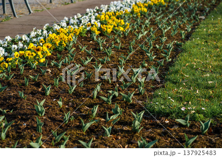 Young tulip shoots (Tulipa spp.) sprouting in garden bed with blooming pansies (Viola wittrockiana). Spring growth, landscaping and seasonal nature Young tulip shoots (Tulipa spp.) sprouting in garden bed with blooming pansies (Viola wittrockiana). Spring growth, landscaping and seasonal nature 137925483