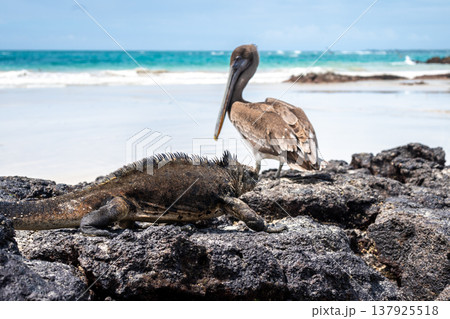 Brown pelican and marine iguana on Isabela Island rocks, Galapagos, Ecuador 137925518
