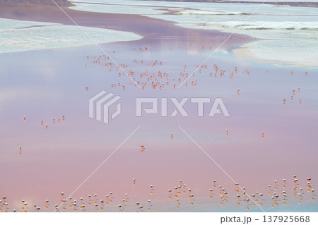 Serene flock of flamingos wading in pink Laguna Colorada Bolivia 137925668