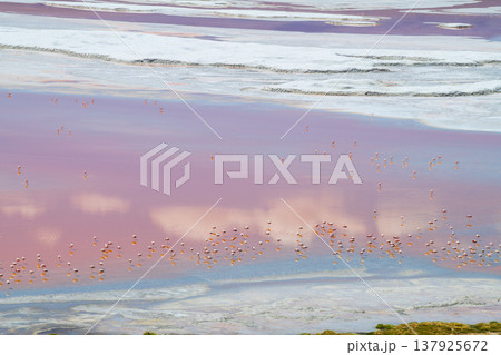 Serene pink salt lake Laguna Colorada natural wonder in Bolivia Serene pink salt lake Laguna Colorada natural wonder in Bolivia 137925672