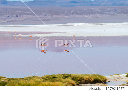 Serene flamingos flying over red salt lake Laguna Colorada in Bolivia Serene flamingos flying over red salt lake Laguna Colorada in Bolivia 137925675