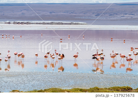 Serene flock of flamingos wading in red Laguna Colorada in Bolivia 137925678