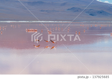 Peaceful pink flamingos reflecting in serene Laguna Colorada Bolivia 137925685