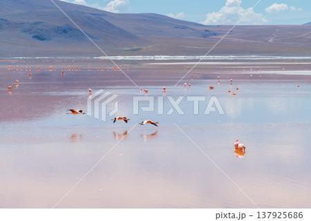 Stunning pink flamingos fly over serene Laguna Colorada in Bolivia 137925686