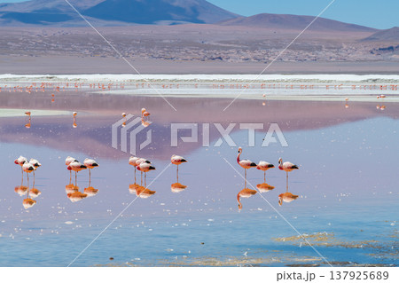 Peaceful flamingos reflect in stunning Laguna Colorada Bolivia Peaceful flamingos reflect in stunning Laguna Colorada Bolivia 137925689