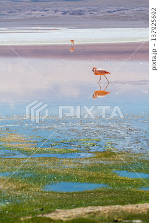 Serene flamingo walking in colorful water of Laguna Colorada Bolivia Serene flamingo walking in colorful water of Laguna Colorada Bolivia 137925692