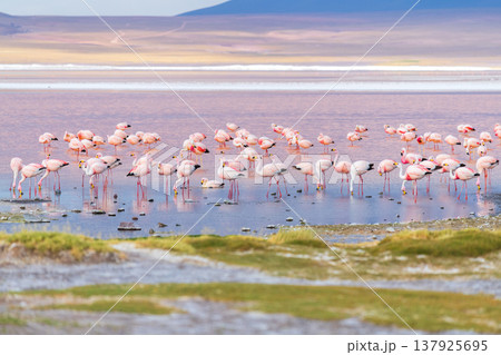 Peaceful flamingo flock wading in colorful Laguna Colorada Bolivia Peaceful flamingo flock wading in colorful Laguna Colorada Bolivia 137925695
