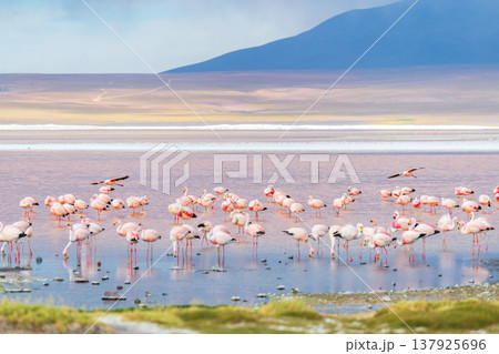 Peaceful flamingo flock at Laguna Colorada colorful red lake in Bolivia 137925696