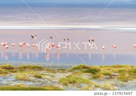 Serene flock of wild flamingos at Laguna Colorada in Bolivia Serene flock of wild flamingos at Laguna Colorada in Bolivia 137925697