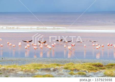 Serene flamingos flying over colorful water of Laguna Colorada Bolivia Serene flamingos flying over colorful water of Laguna Colorada Bolivia 137925698