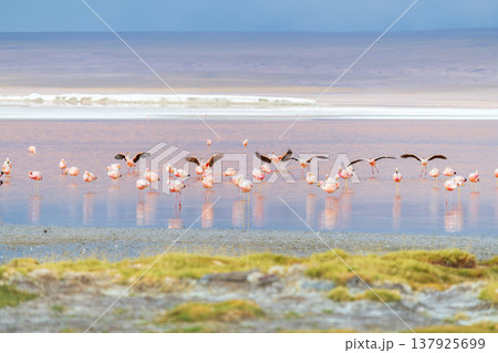 Serene flamingos fly over red water at Laguna Colorada in Bolivia Serene flamingos fly over red water at Laguna Colorada in Bolivia 137925699