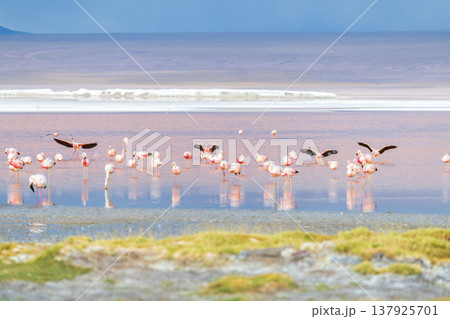 Beautiful flying flamingo at serene Laguna Colorada in Bolivia 137925701
