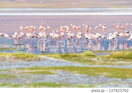 Beautiful flock of pink flamingo at Laguna Colorada lake in Bolivia Beautiful flock of pink flamingo at Laguna Colorada lake in Bolivia 137925702