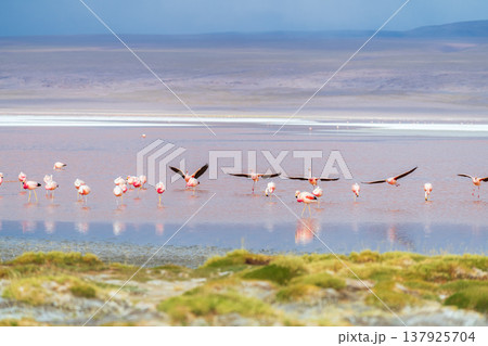 Serene flamingos flying over red Laguna Colorada in Bolivia 137925704