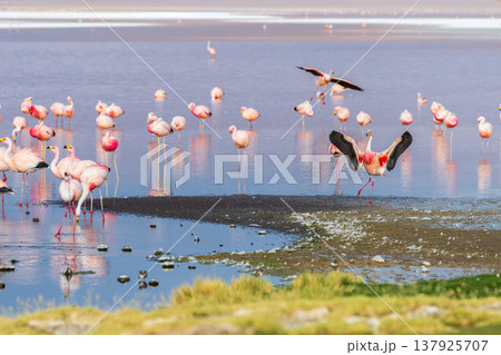 Majestic flamingo flock flying at Laguna Colorada in Bolivia beautiful nature landscape 137925707