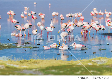 Serene wild flamingo flock wading in water at Laguna Colorada Bolivia Serene wild flamingo flock wading in water at Laguna Colorada Bolivia 137925708
