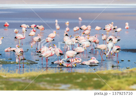 Peaceful flock of flamingo wading in water at Laguna Colorada Bolivia 137925710