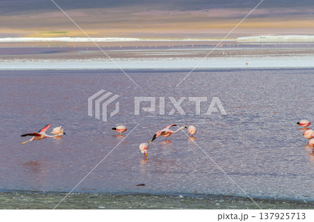 Peaceful pink flamingo flock in Laguna Colorada Bolivia water Peaceful pink flamingo flock in Laguna Colorada Bolivia water 137925713