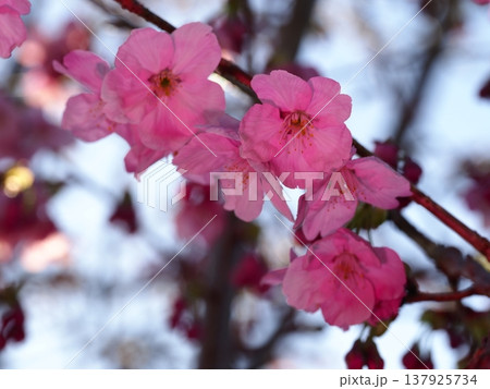 春の訪れを告げる河津桜 137925734