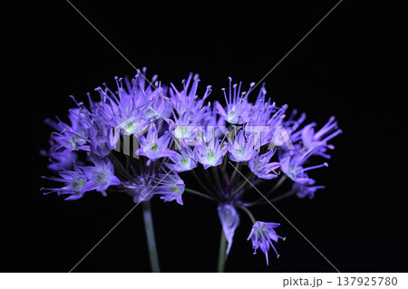 ノビルの花 ノビルの花 137925780